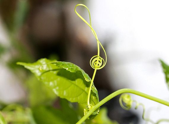 Pflanzen machen selbst Musik