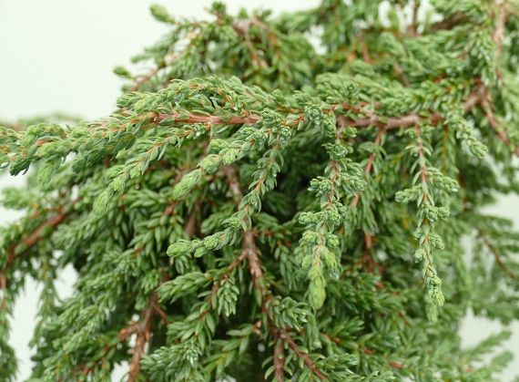 Juniperus communis 'Zeal'
