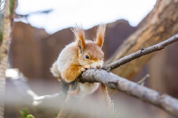 Eichhörnchen kauen im Winter gerne Baumrinde ab