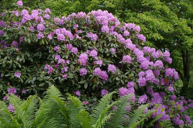 Rhododendron & Co.