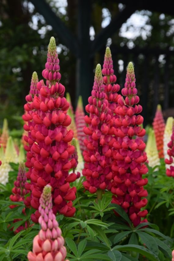 Lupinus polyphyllus WC 'Beefeater'