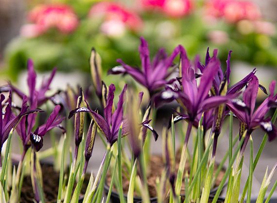 Auch sie wachsen gut am Gehölzrand in trockenem Boden: Iris retculata