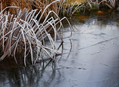 Was passiert mit dem Mini-Teich im Winter?