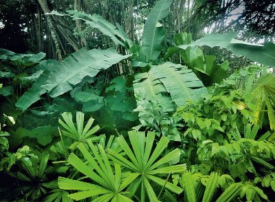 Der Regenwald: Exotische Vielfalt