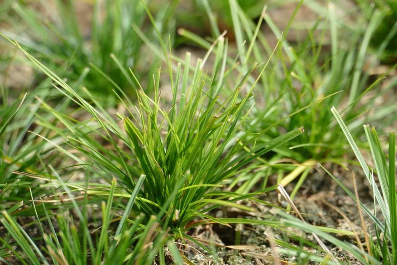 Carex Pensylvanica