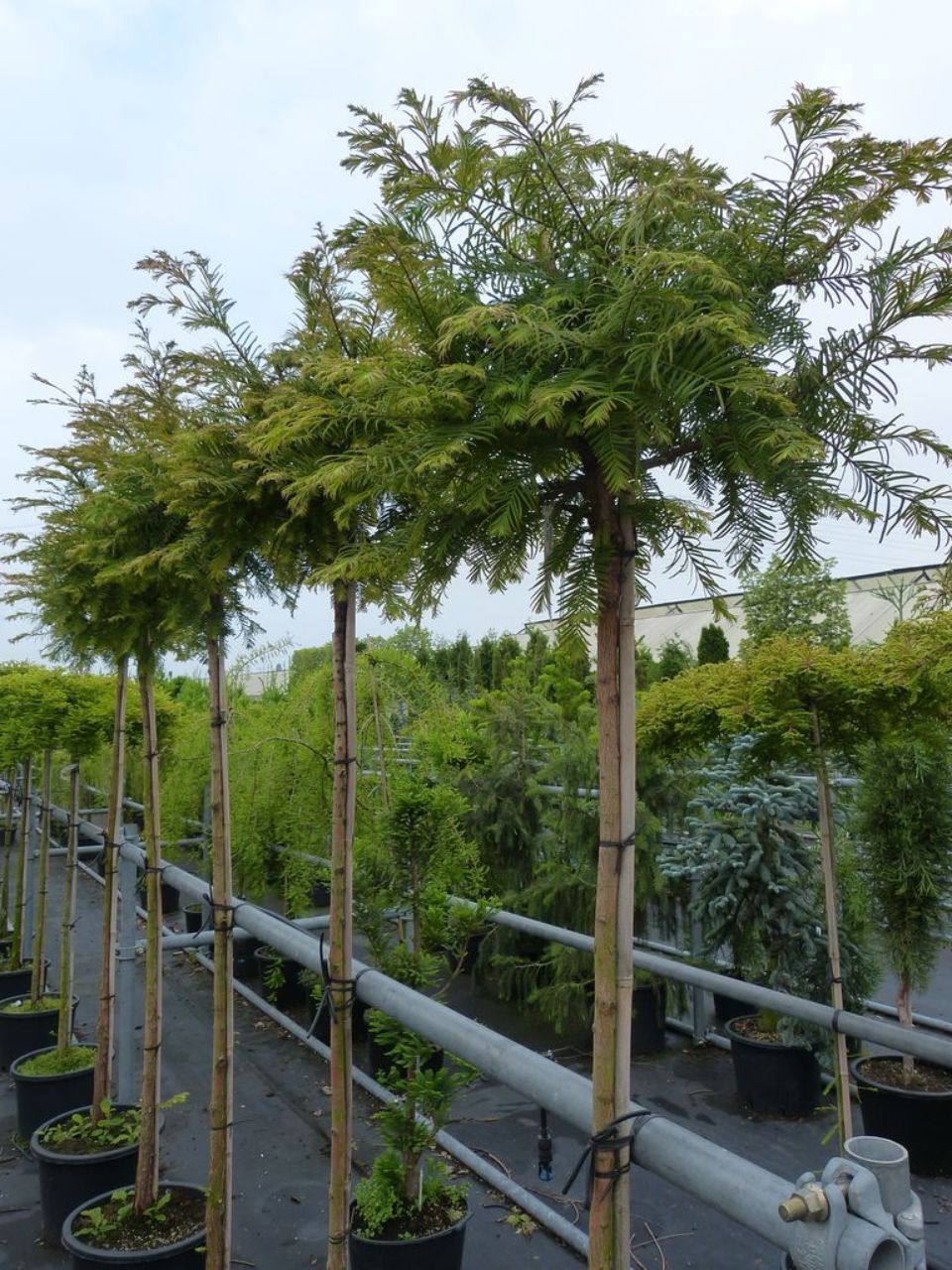 Urweltmammutbaum  im Topf Raritäten Exoten 
